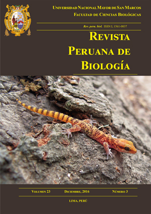 Phyllodactylus sentosus [Diego Olivera Jara©]